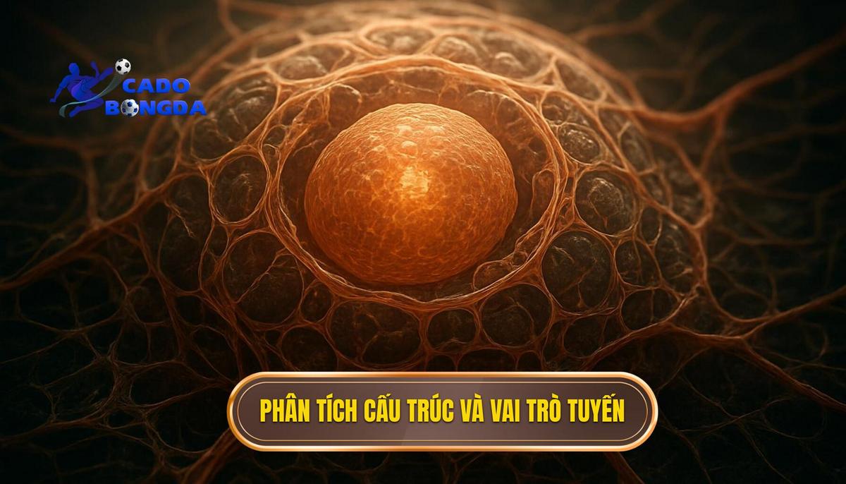 Chiến thuật bóng đá 3-3-3-1: Đội hình Tấn công Tổng lực và Những Bí ẩn Chuyên sâu 2 Phân tích Cấu trúc và Vai trò Chuyên biệt của các Tuyến